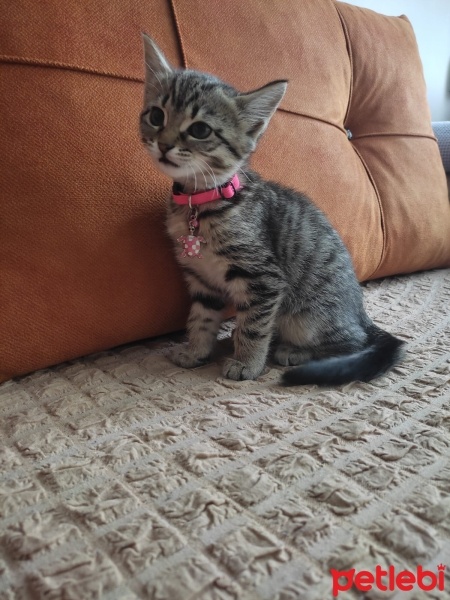 Tekir Kedi, Kedi  papatya fotoğrafı