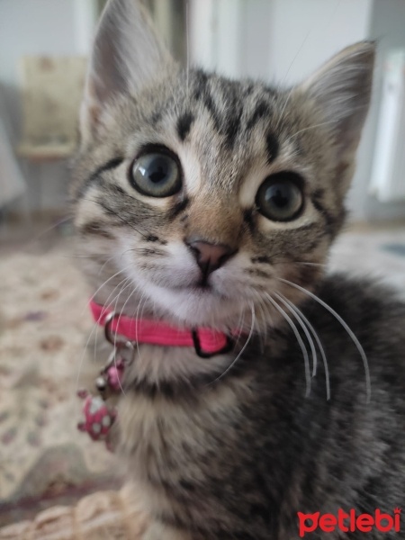 Tekir Kedi, Kedi  papatya fotoğrafı