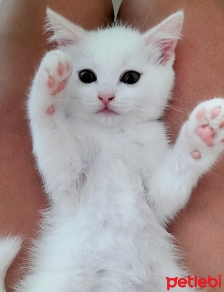 British Longhair, Kedi  Pamuk fotoğrafı