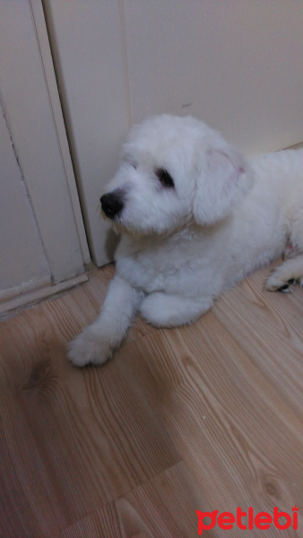 Maltese, Köpek  Cimbom fotoğrafı