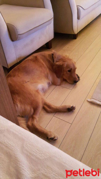 Golden Retriever, Köpek  Aşk fotoğrafı