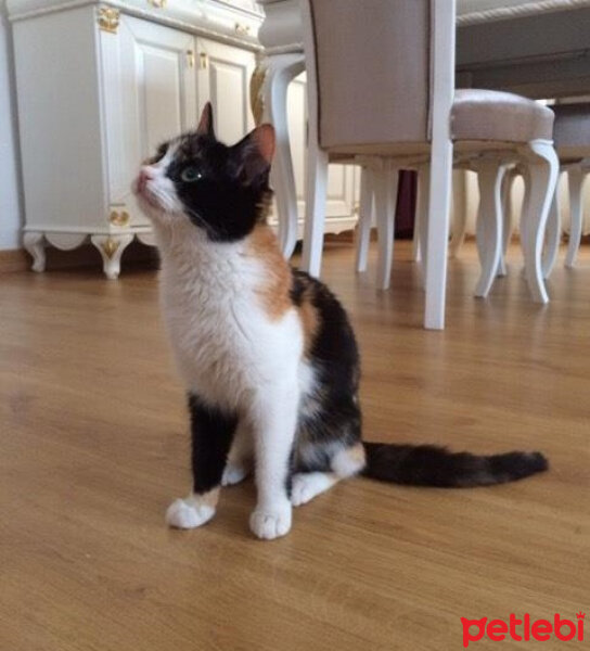 American Wirehair, Kedi  Bihter fotoğrafı