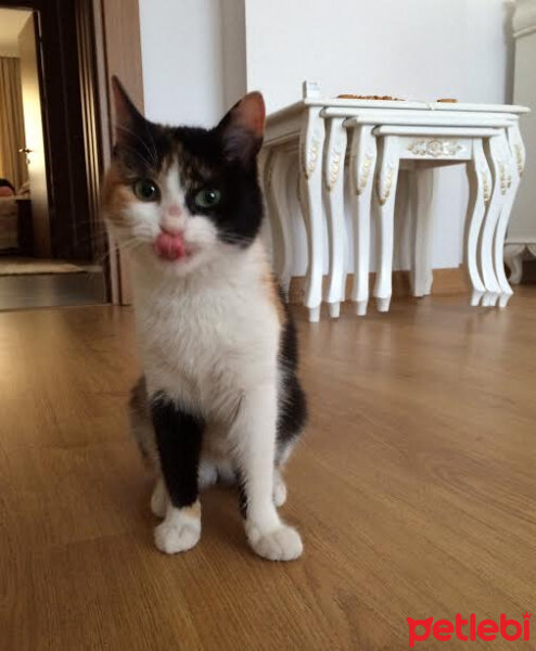 American Wirehair, Kedi  Bihter fotoğrafı