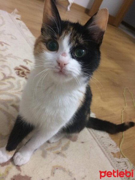 American Wirehair, Kedi  Bihter fotoğrafı