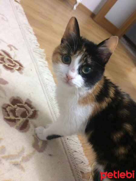 American Wirehair, Kedi  Bihter fotoğrafı