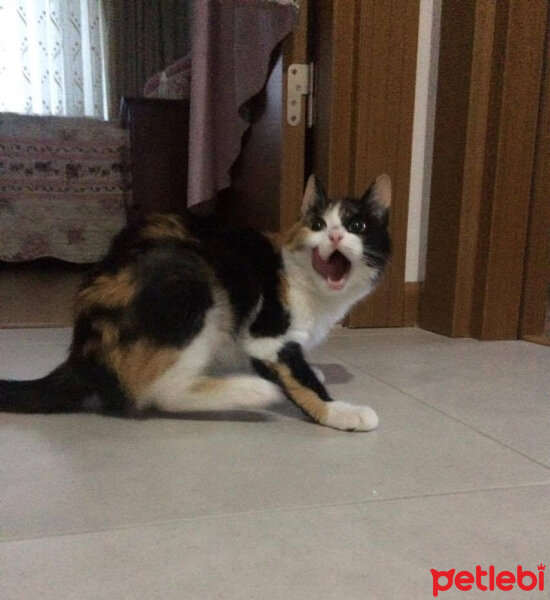 American Wirehair, Kedi  Bihter fotoğrafı