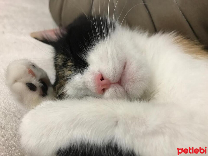 American Wirehair, Kedi  Bihter fotoğrafı