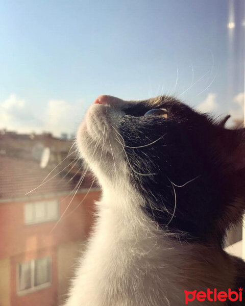 American Wirehair, Kedi  Bihter fotoğrafı