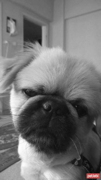 Pekingese, Köpek  gofret fotoğrafı