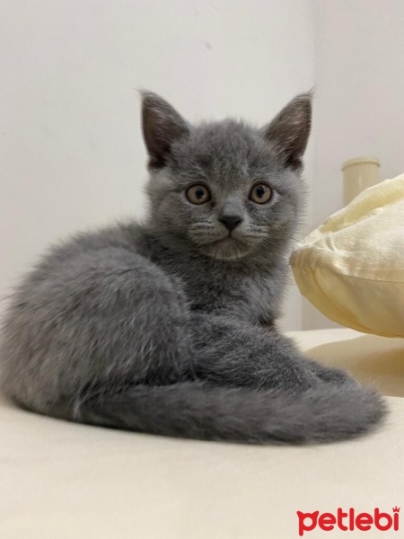 British Longhair, Kedi  Duman fotoğrafı