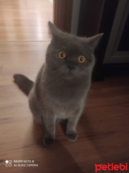 British Shorthair, Kedi  Şila fotoğrafı