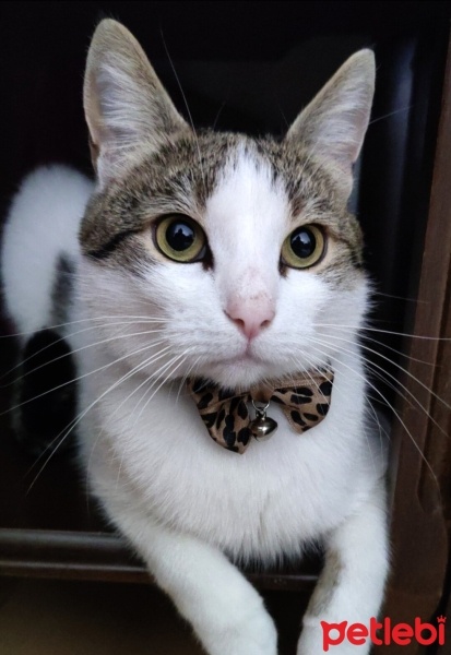 Tekir Kedi, Kedi  Cafer fotoğrafı