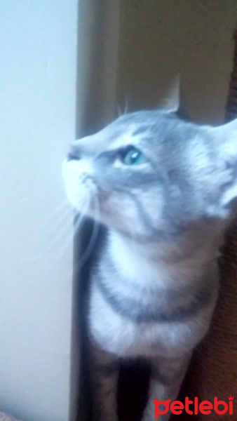 Tekir Kedi, Kedi  duman fotoğrafı