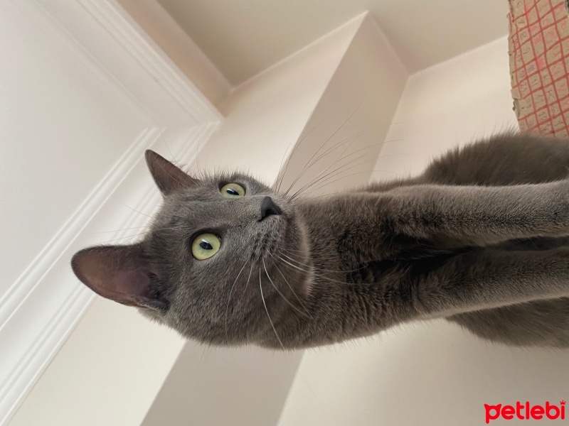 Mavi Rus, Kedi  Şans fotoğrafı