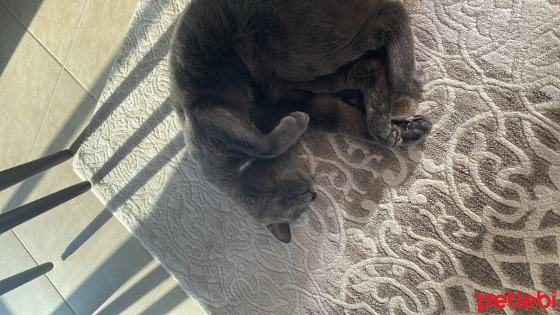 Mavi Rus, Kedi  Şans fotoğrafı
