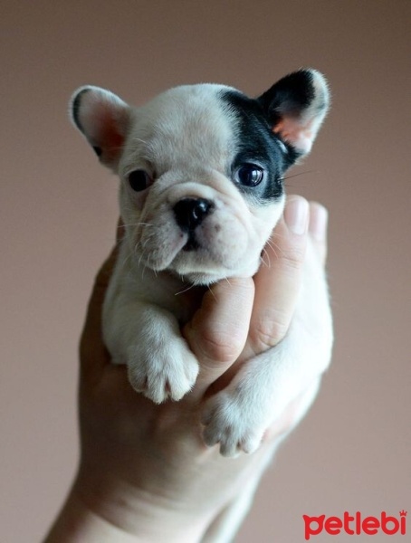 Fransız Bulldog, Köpek  NİKİ fotoğrafı
