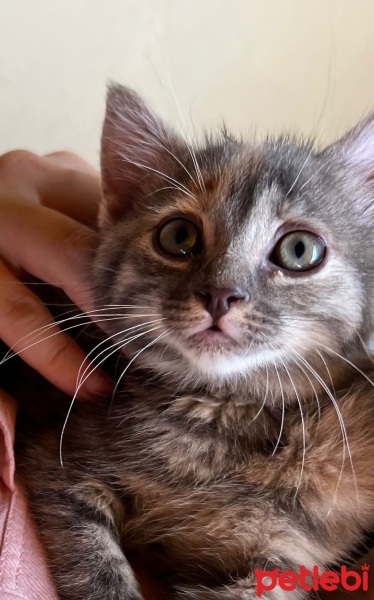 Tekir Kedi, Kedi  Şeftali fotoğrafı