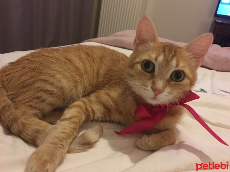 Sarman, Kedi  Mia fotoğrafı