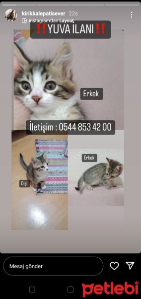 Tekir Kedi, Kedi  Pati fotoğrafı