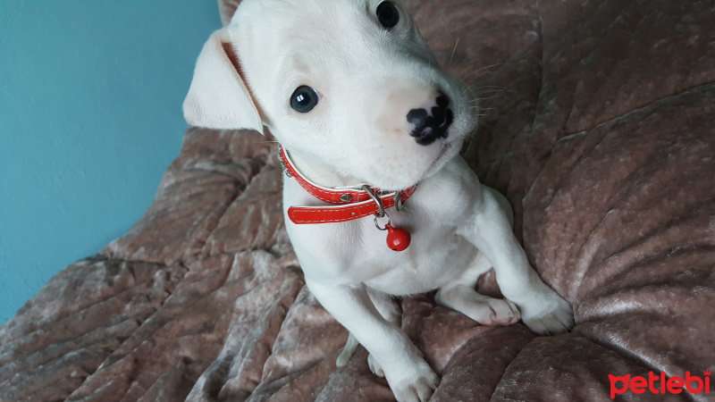 Dogo Arjantin, Köpek  Dogo argentino  fotoğrafı
