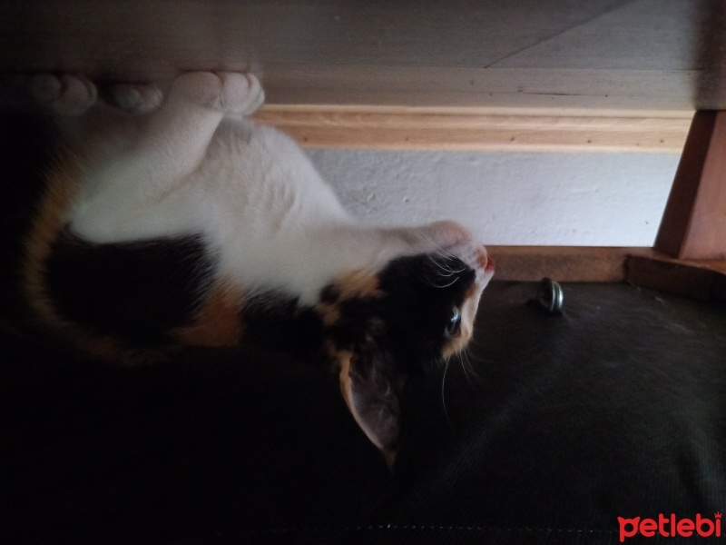 Tekir Kedi, Kedi  pamuk fotoğrafı