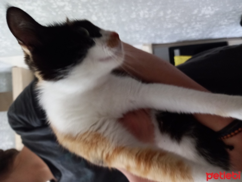 Tekir Kedi, Kedi  pamuk fotoğrafı