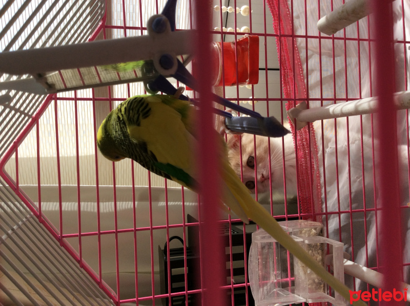 Scottish Fold, Kedi  Tarçın fotoğrafı