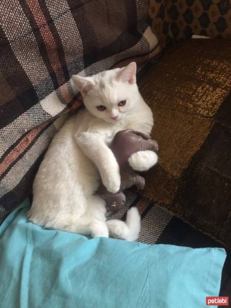 British Shorthair, Kedi  İnfiniti fotoğrafı