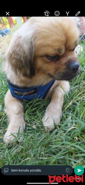 Pekingese, Köpek  Maxi fotoğrafı