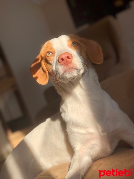 Ibizan Hound, Köpek  Sakız fotoğrafı