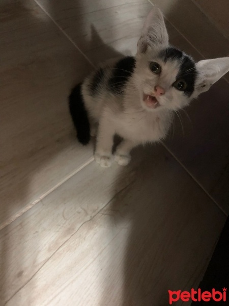 Tekir Kedi, Kedi  Ponçik fotoğrafı