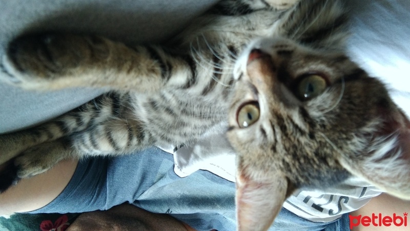 Tekir Kedi, Kedi  Boncuk fotoğrafı