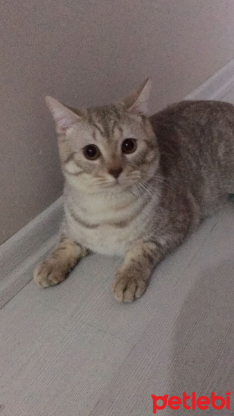 British Shorthair, Kedi  Latte fotoğrafı