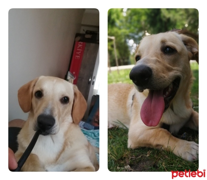 Türk Tazısı, Köpek  DOLY fotoğrafı