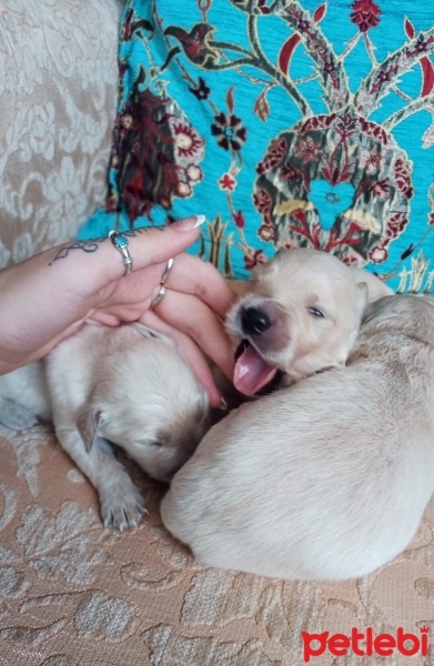 Golden Retriever, Köpek  golden fotoğrafı