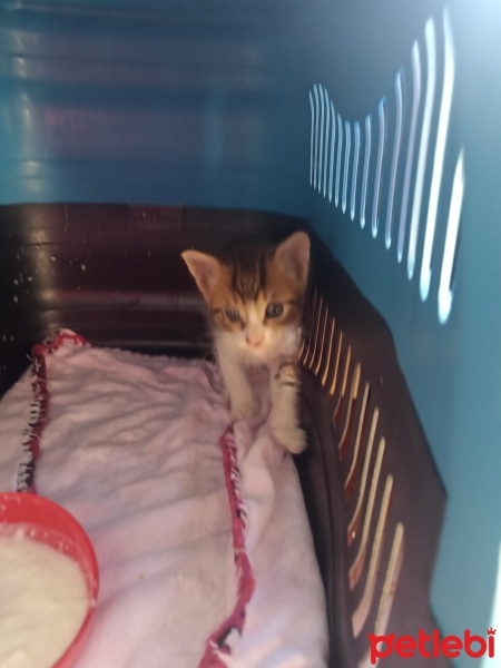 Tekir Kedi, Kedi  Ponçik fotoğrafı