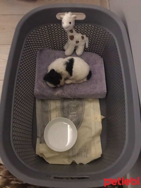 Shih Tzu, Köpek  BOBY fotoğrafı