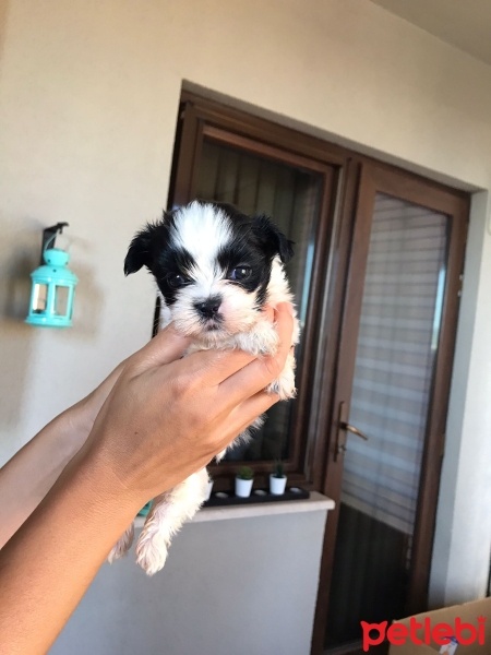 Shih Tzu, Köpek  BOBY fotoğrafı