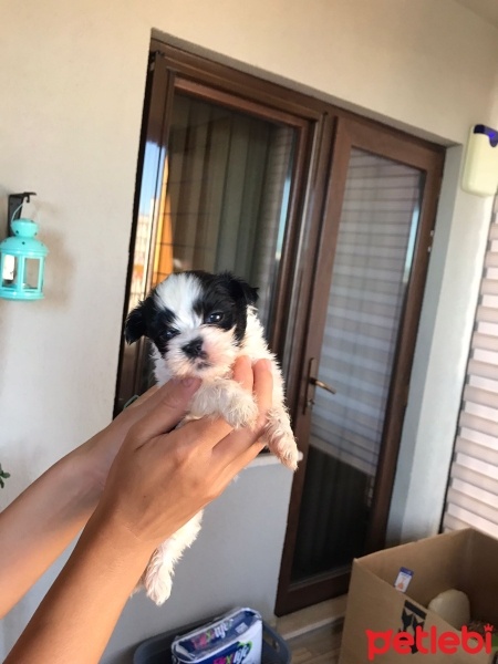 Shih Tzu, Köpek  BOBY fotoğrafı