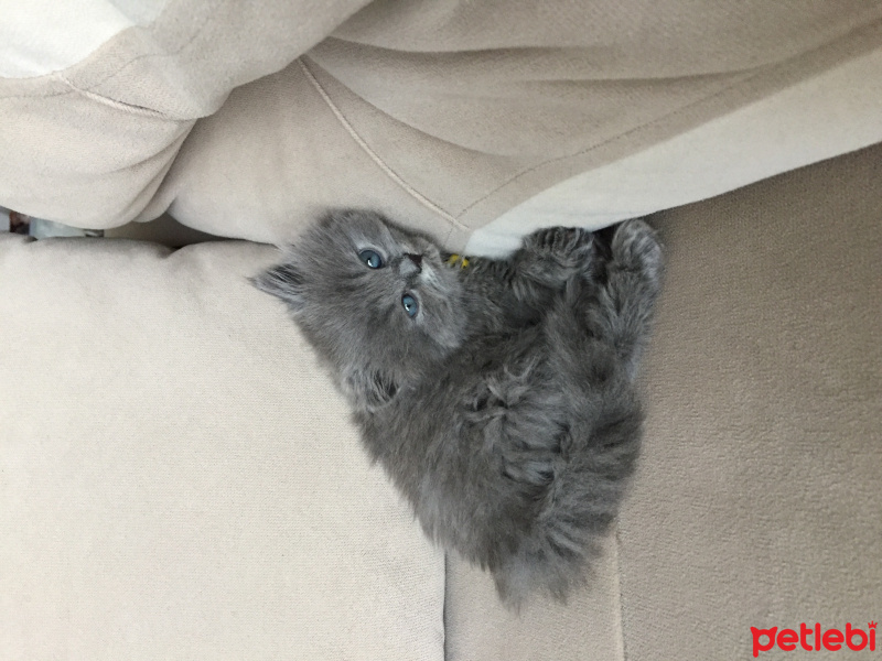 British Shorthair, Kedi  Behlül  fotoğrafı