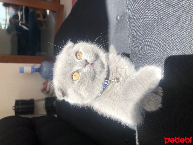 Scottish Fold, Kedi  Duman fotoğrafı