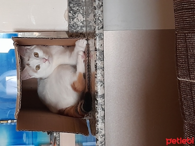 Tekir Kedi, Kedi  Lina fotoğrafı