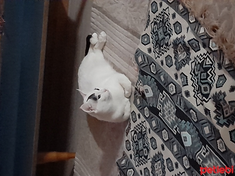 Tekir Kedi, Kedi  Mia fotoğrafı