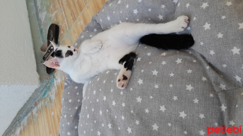 Tekir Kedi, Kedi  Mila fotoğrafı