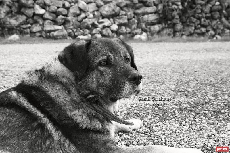 Kangal, Köpek  Bora fotoğrafı