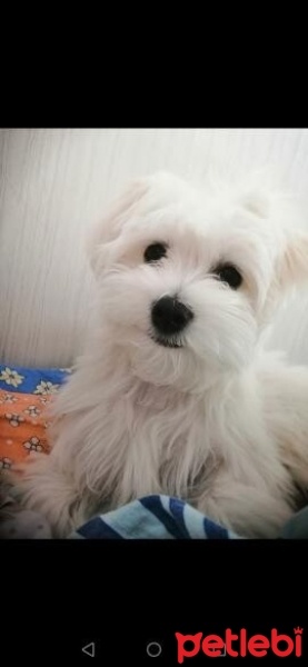 Maltese, Köpek  Barbie fotoğrafı