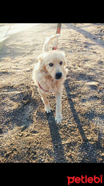 Golden Retriever, Köpek  Mart fotoğrafı
