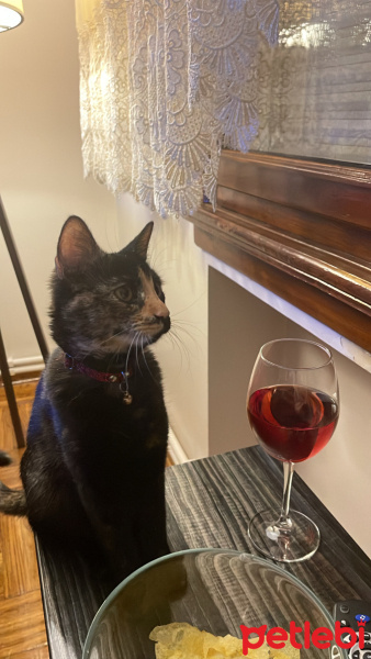 Tekir Kedi, Kedi  Bihter fotoğrafı