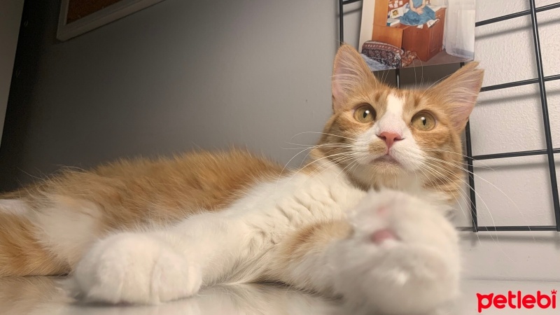 Sarman, Kedi  Bal fotoğrafı