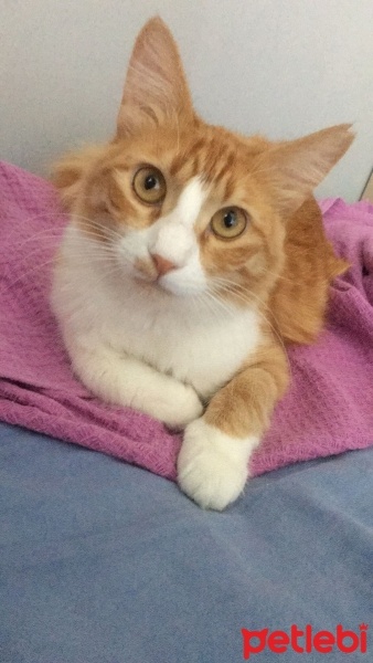 Sarman, Kedi  Bal fotoğrafı